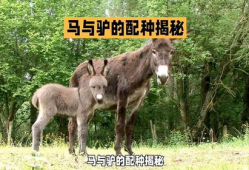 驴马配种视频,揭秘罕见配种瞬间